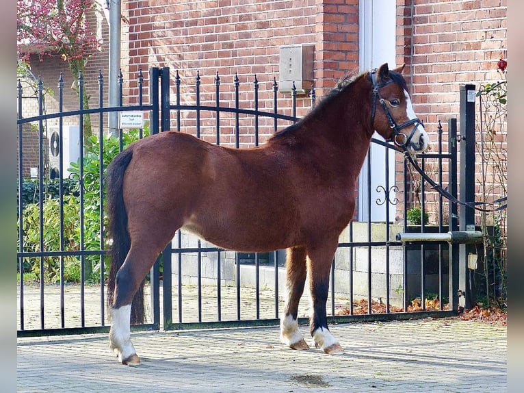 Welsh-A Giumenta 13 Anni 118 cm Baio in AHalle