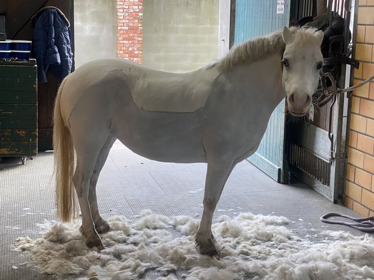 Welsh-A Giumenta 13 Anni 118 cm Grigio pezzato in Schermbeck