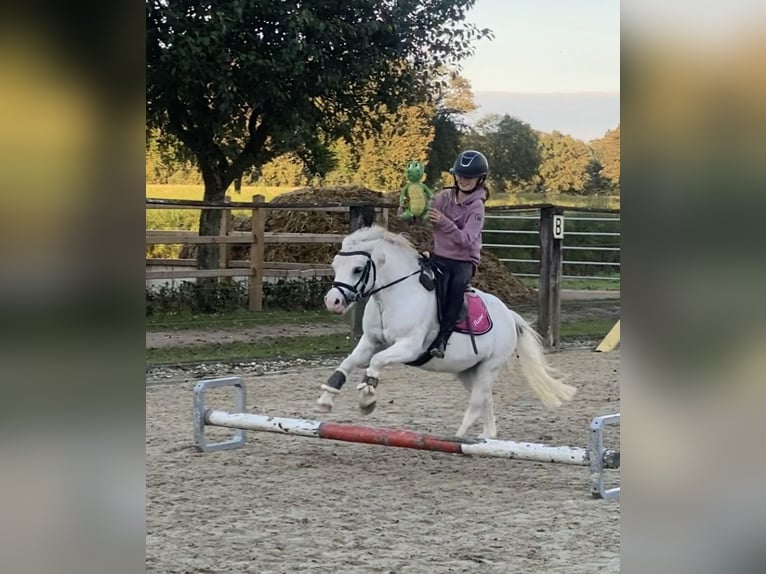 Welsh-A Giumenta 13 Anni 118 cm Grigio pezzato in Schermbeck