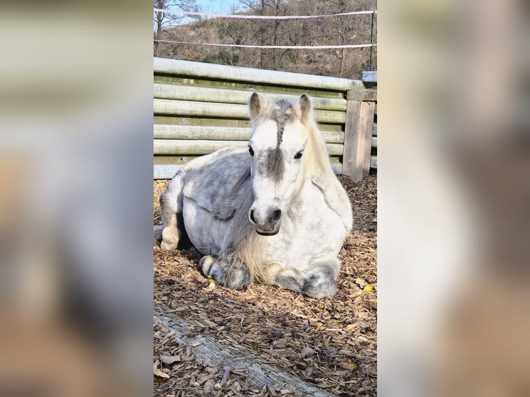 Welsh-A Mix Giumenta 13 Anni 118 cm Grigio pezzato in Regnitzlosau