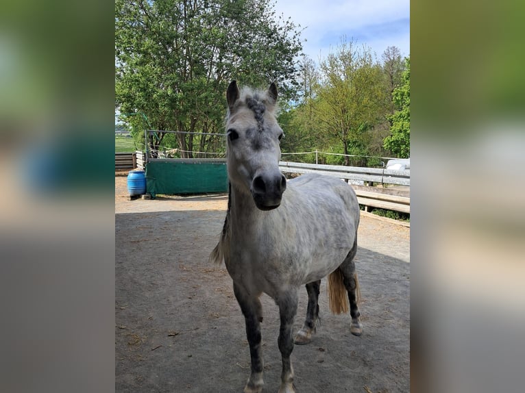 Welsh-A Mix Giumenta 13 Anni 118 cm Grigio pezzato in Regnitzlosau
