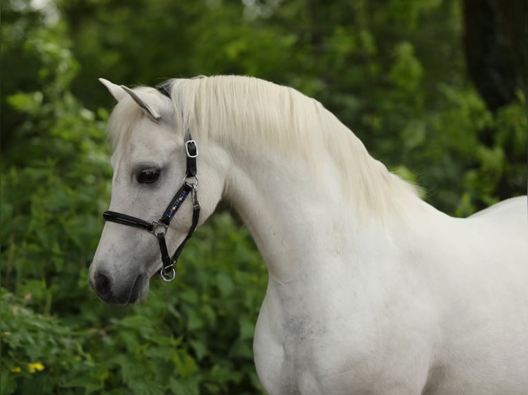 Welsh-A Giumenta 13 Anni 124 cm Grigio in Aalten
