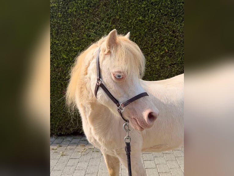 Welsh-A Giumenta 14 Anni 115 cm Cremello in Fribourg