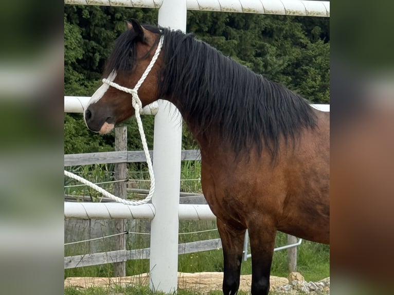 Welsh-A Giumenta 14 Anni 117 cm Baio scuro in Reith bei Weichselbach