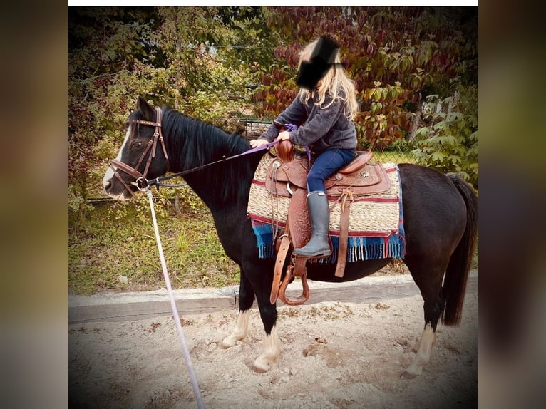 Welsh-A Giumenta 14 Anni 120 cm Morello in Nabburg
