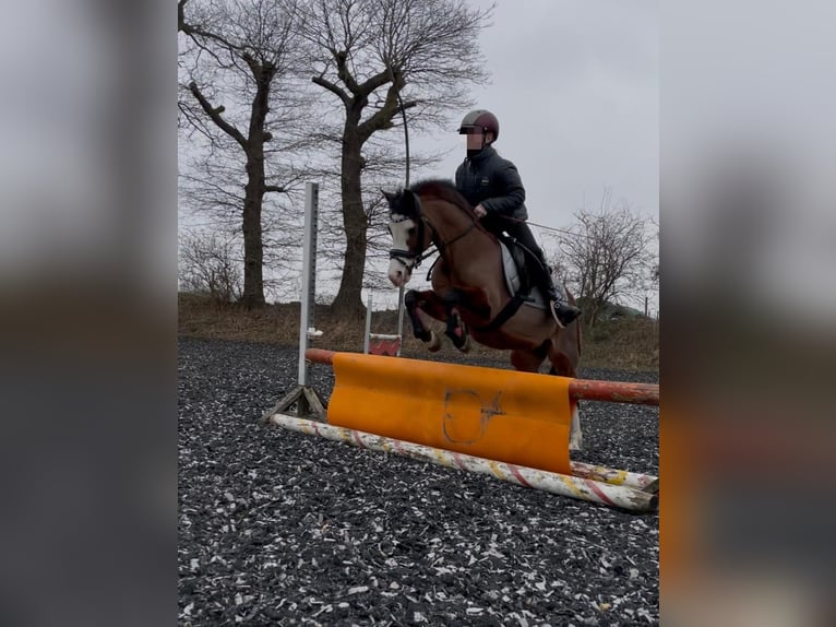 Welsh-A Giumenta 14 Anni 121 cm Baio in Oeversee