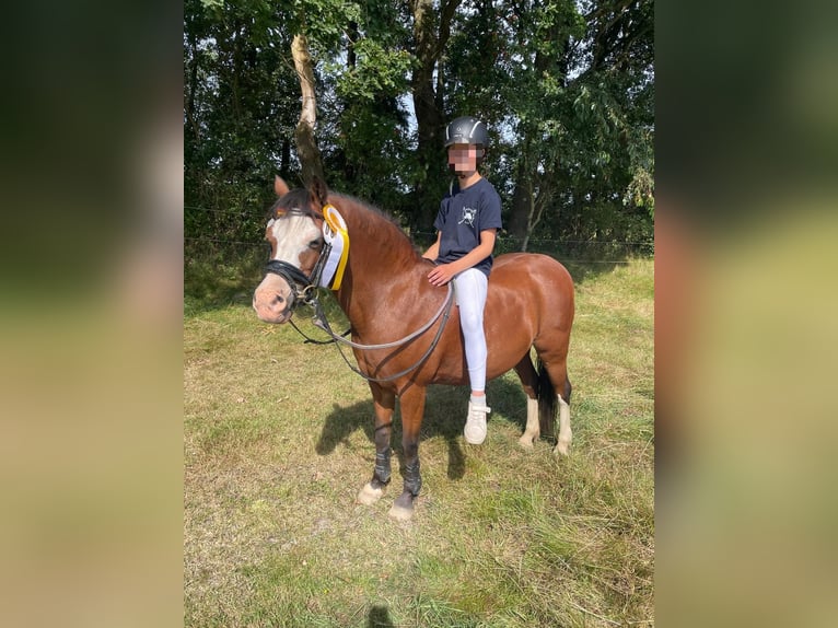 Welsh-A Giumenta 14 Anni 121 cm Baio in Oeversee