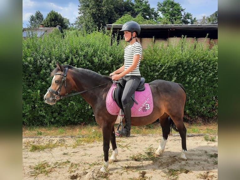 Welsh-A Giumenta 14 Anni 125 cm Baio scuro in Gifhorn