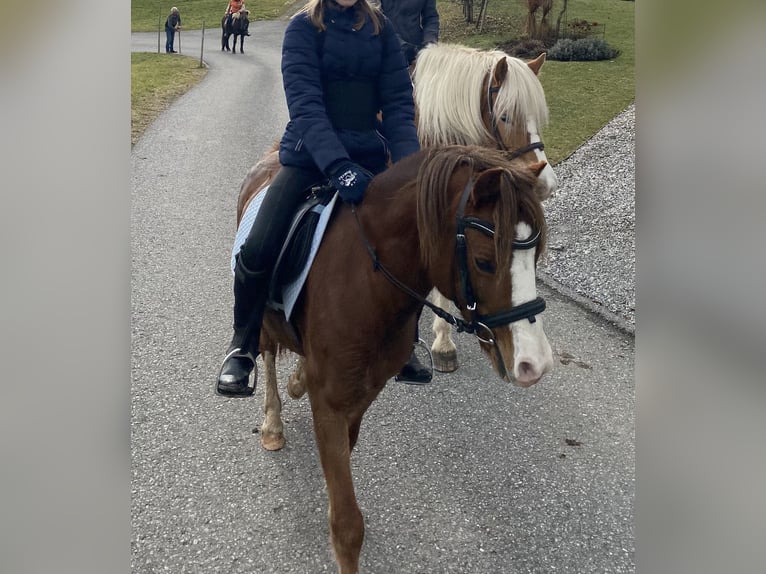 Welsh-A Giumenta 14 Anni 125 cm Sauro in Thüringerberg
