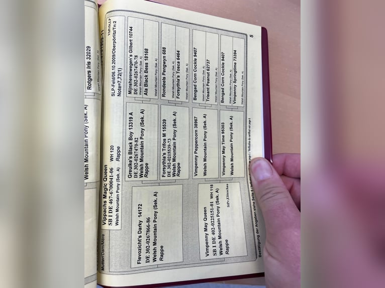 Welsh-A Giumenta 15 Anni 118 cm Baio in Zwingenberg