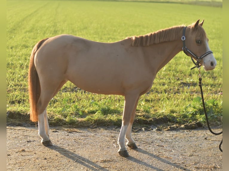 Welsh-A Mix Giumenta 16 Anni 116 cm Sauro ciliegia in Geilenkirchen