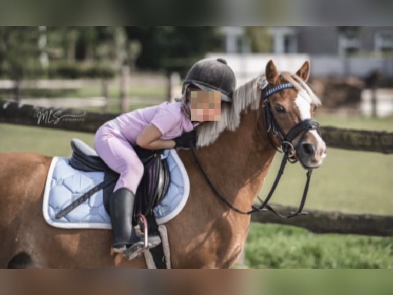 Welsh-A Giumenta 17 Anni 120 cm Sauro in Niederaula