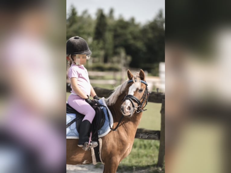 Welsh-A Giumenta 17 Anni 120 cm Sauro in Niederaula