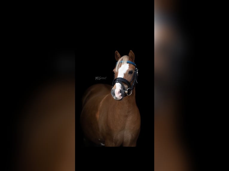 Welsh-A Giumenta 17 Anni 120 cm Sauro in Niederaula