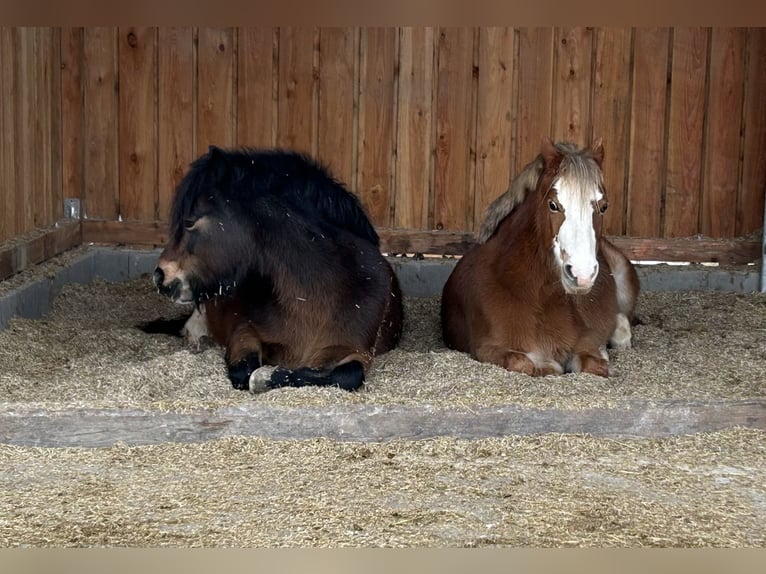 Welsh-A Giumenta 17 Anni 120 cm Sauro in Seesbach
