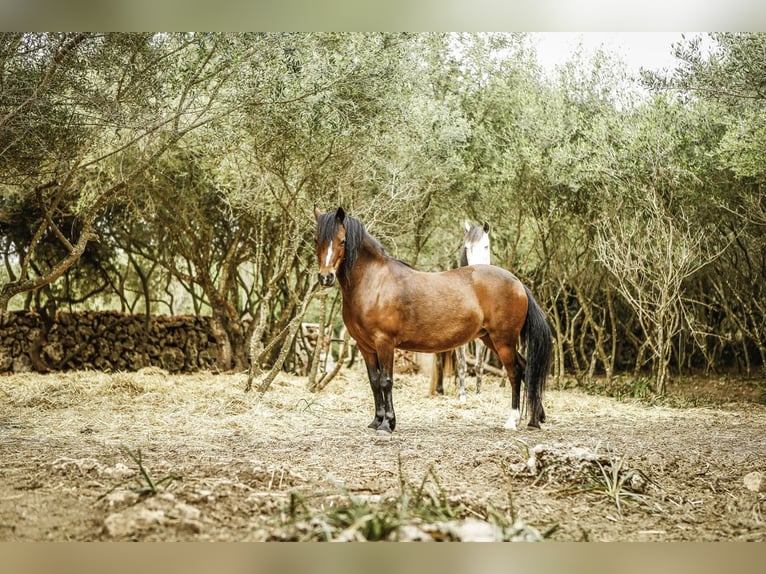 Welsh-A Giumenta 17 Anni 125 cm Baio in Felanitx