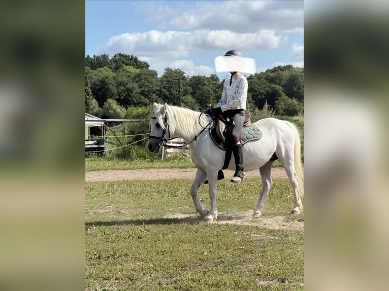 Welsh-A Giumenta 18 Anni 115 cm Grigio in DammDummerstorf