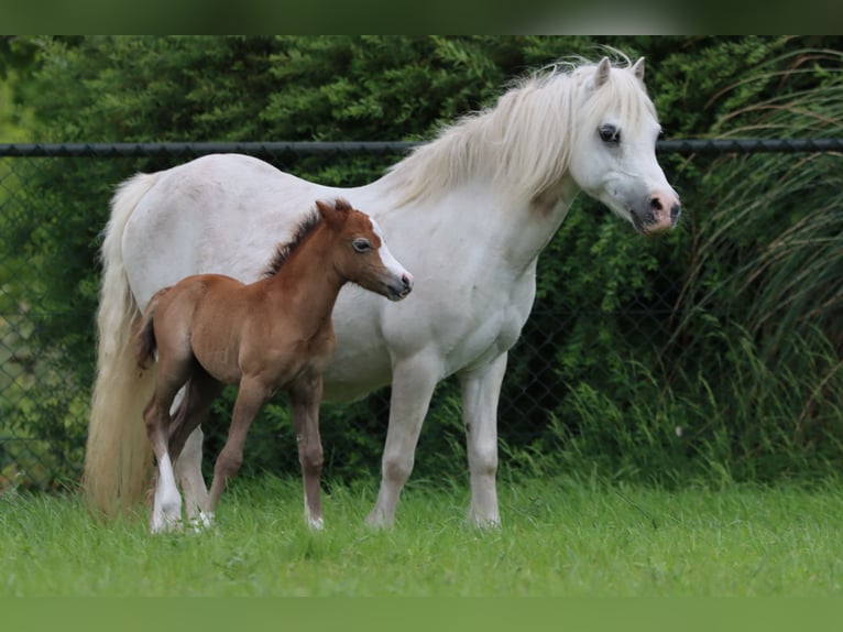 Welsh-A Giumenta 18 Anni 120 cm Grigio in Bergen op Zoom