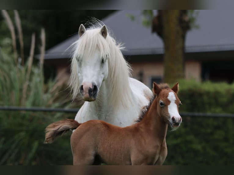 Welsh-A Giumenta 18 Anni 120 cm Grigio in Bergen op Zoom