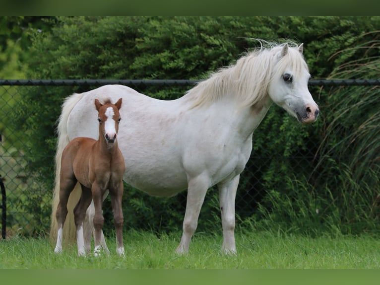 Welsh-A Giumenta 18 Anni 120 cm Grigio in Bergen op Zoom