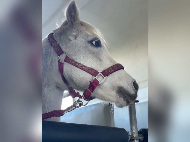 Welsh-A Giumenta 18 Anni 121 cm Grigio in Kiebitzreihe