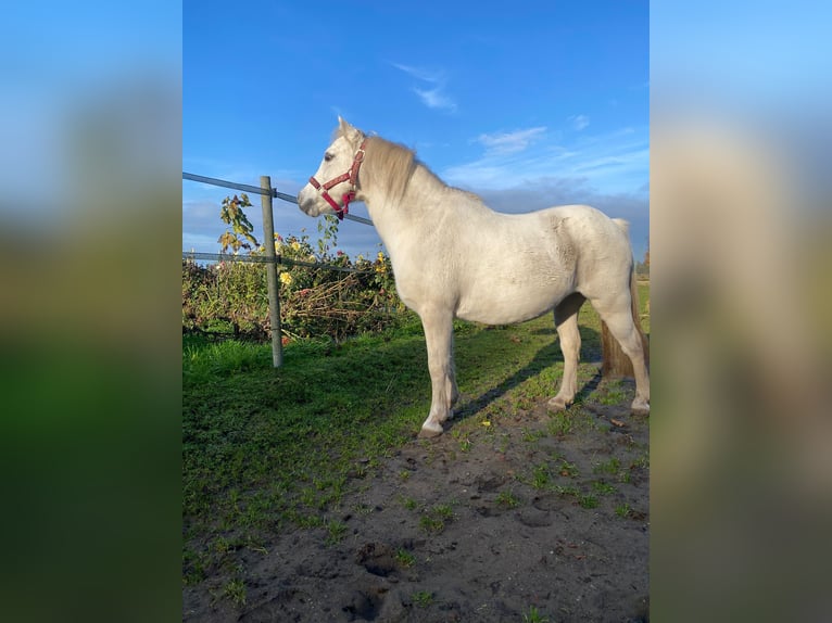 Welsh-A Giumenta 18 Anni 121 cm Grigio in Kiebitzreihe