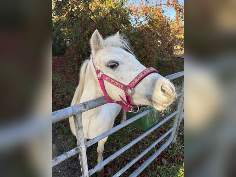 Welsh-A Giumenta 18 Anni 121 cm Grigio in Kiebitzreihe