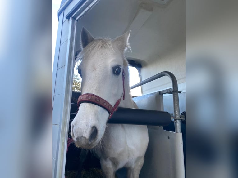 Welsh-A Giumenta 18 Anni 121 cm Grigio in Kiebitzreihe