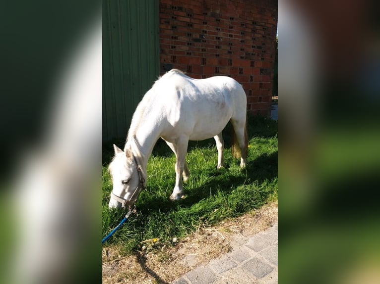 Welsh-A Giumenta 18 Anni 121 cm Grigio in Kiebitzreihe