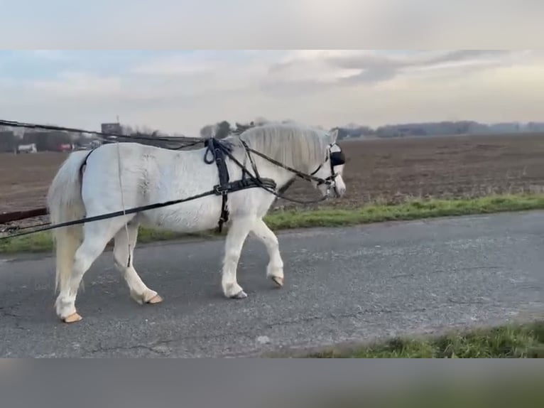 Welsh-A Giumenta 18 Anni 122 cm Grigio pezzato in Kerken