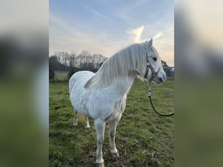 Welsh-A Giumenta 18 Anni 122 cm Grigio pezzato in Kerken