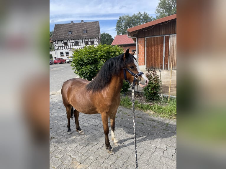 Welsh-A Giumenta 1 Anno 109 cm Baio in Weimar