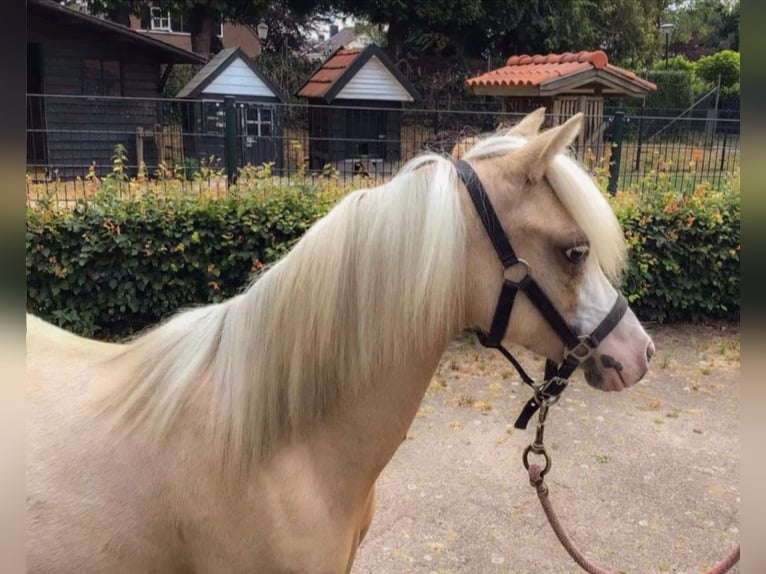 Welsh-A Giumenta 1 Anno 113 cm Palomino in Steenbergen