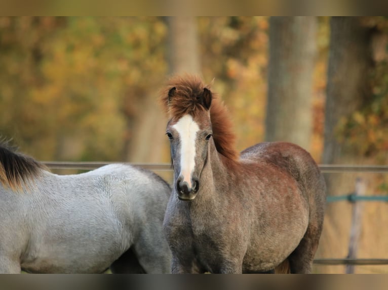 Welsh-A Giumenta 1 Anno 120 cm Grigio in Ruinerwold