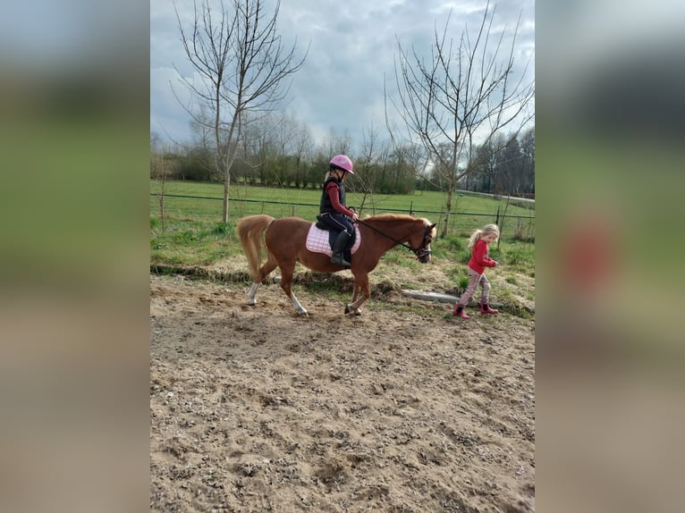 Welsh-A Giumenta 22 Anni 116 cm Sauro in Stroe