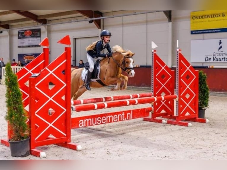 Welsh-A Giumenta 22 Anni 116 cm Sauro in Stroe