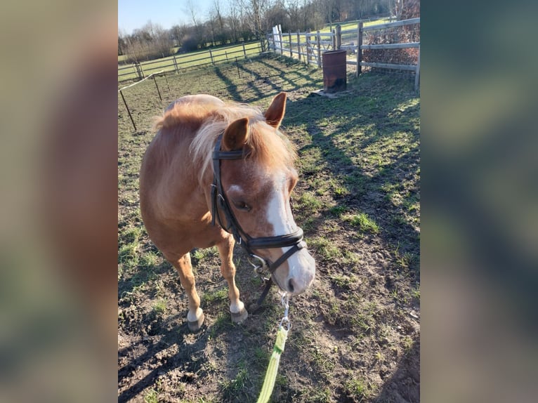 Welsh-A Giumenta 22 Anni 116 cm Sauro in Stroe