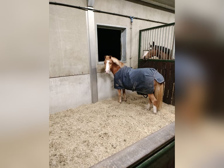 Welsh-A Giumenta 22 Anni 116 cm Sauro in Stroe