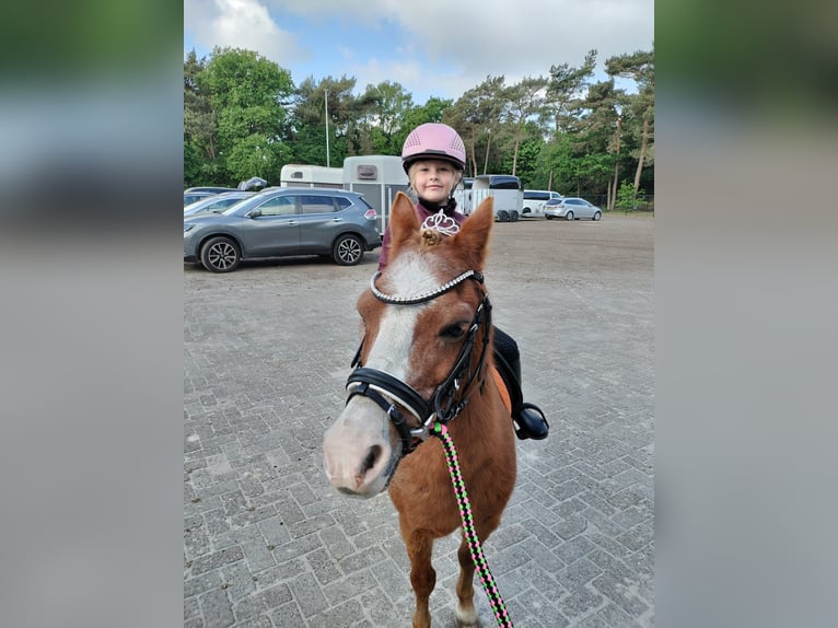 Welsh-A Giumenta 22 Anni 116 cm Sauro in Stroe