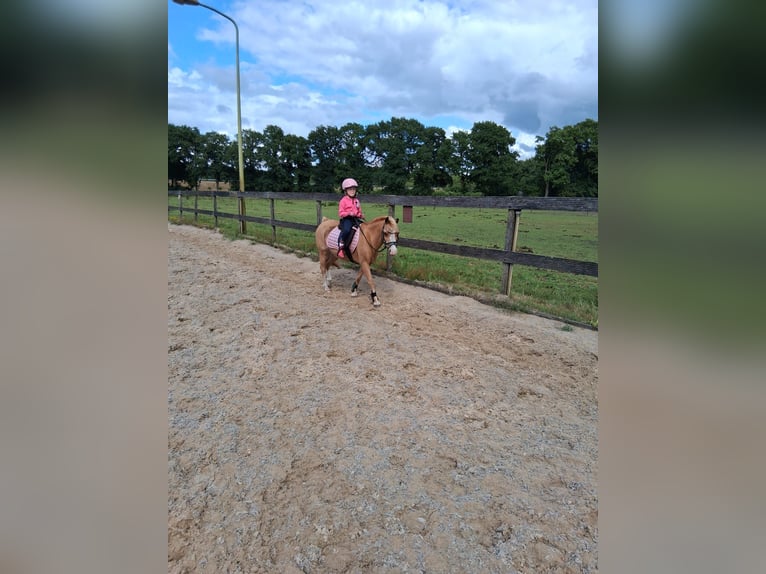 Welsh-A Giumenta 22 Anni 116 cm Sauro in Stroe