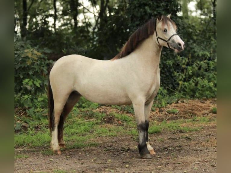 Welsh-A Giumenta 2 Anni 118 cm Falbo in Aalten