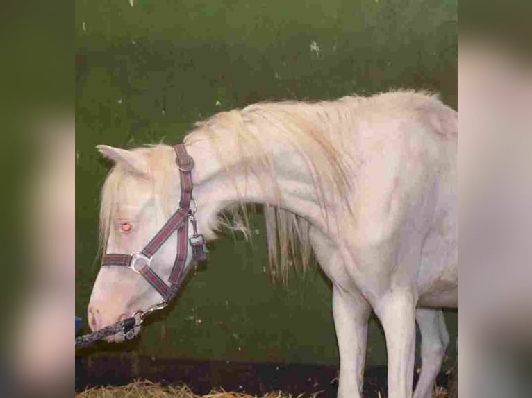 Welsh-A Giumenta 2 Anni Cremello in Herzberg