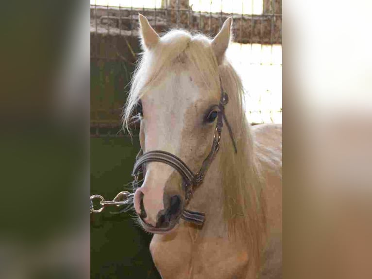 Welsh-A Giumenta 2 Anni Palomino in Herzberg