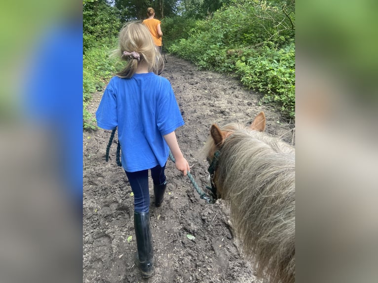 Welsh-A Giumenta 3 Anni 112 cm Sauro in Norderstedt