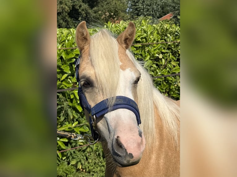Welsh-A Giumenta 3 Anni 116 cm Palomino in IJsselstein