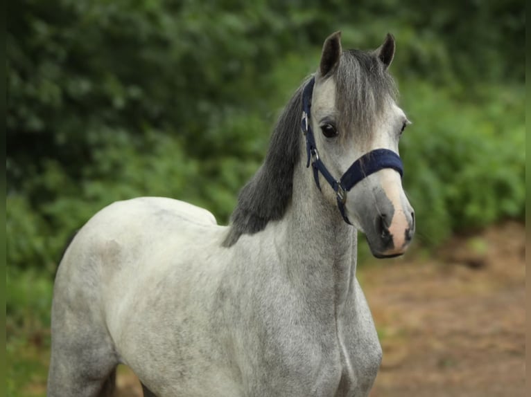 Welsh-A Giumenta 3 Anni 117 cm Grigio in Aalten