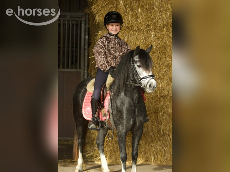 Welsh-A Giumenta 3 Anni 117 cm Leardo in Groningen