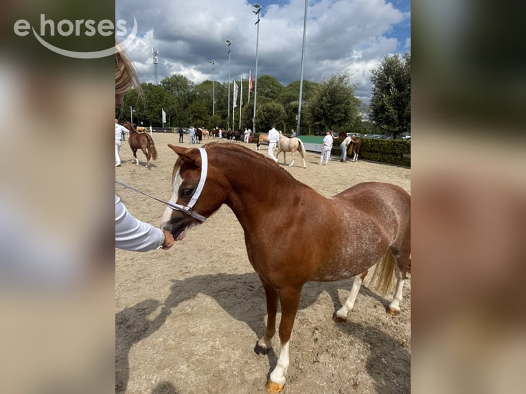Welsh-A Giumenta 3 Anni 117 cm Sauro ciliegia in Groningen