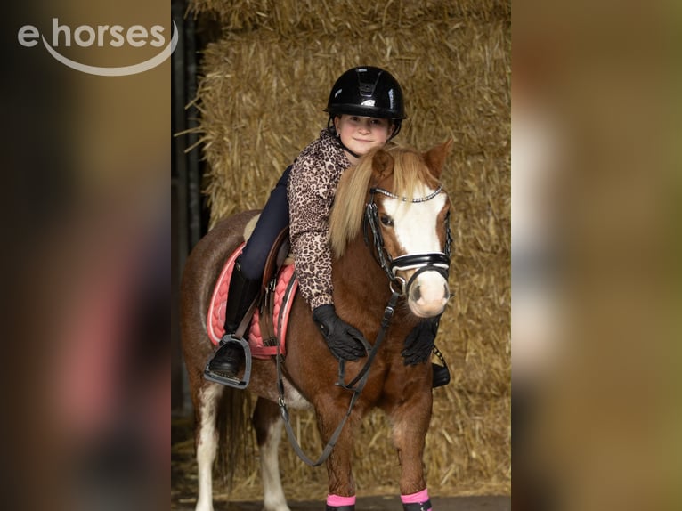 Welsh-A Giumenta 3 Anni 117 cm Sauro ciliegia in Groningen