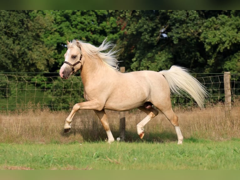 Welsh-A Giumenta 3 Anni 119 cm Sauro ciliegia in Aalten